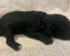 Labradoodle