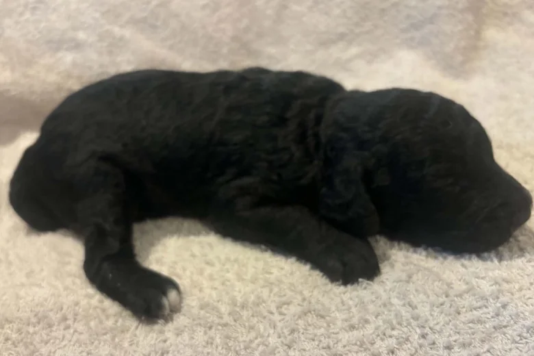 Labradoodle