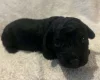 Labradoodle