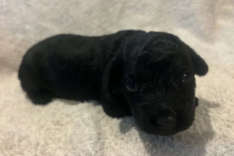 Labradoodle