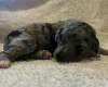 Labradoodle