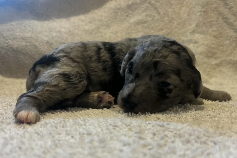 Labradoodle