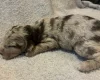 Labradoodle