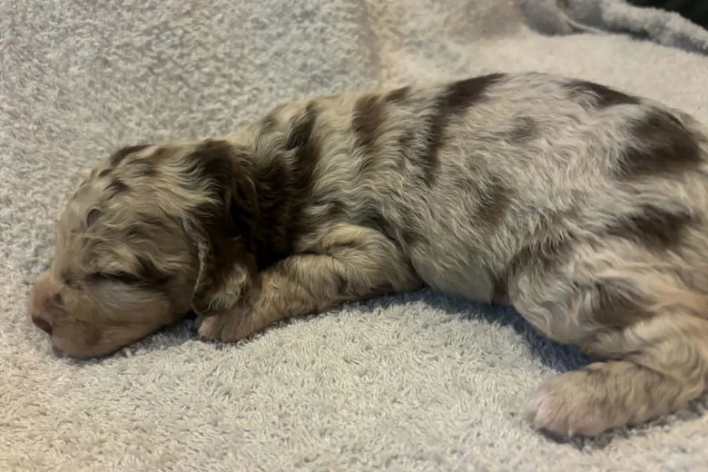 Labradoodle