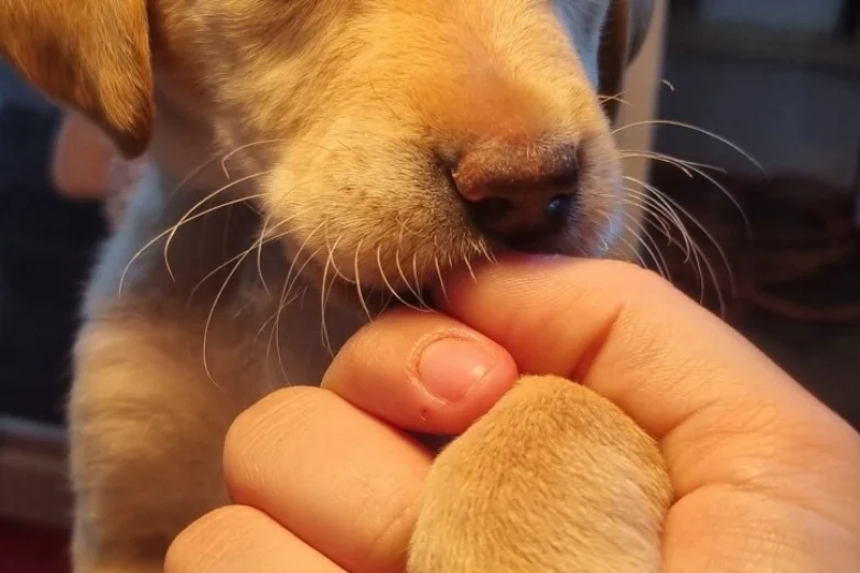 Labrador Retriever