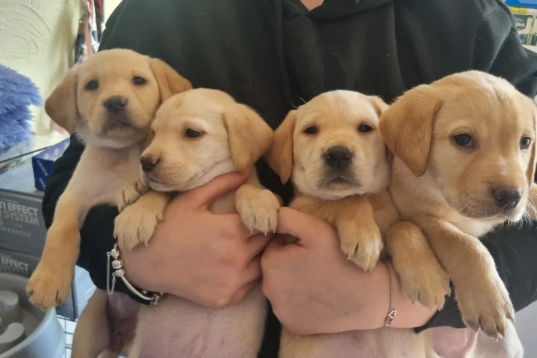 Labrador Retriever