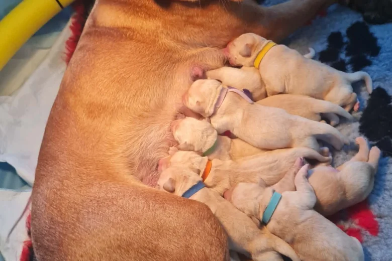 Labrador Retriever