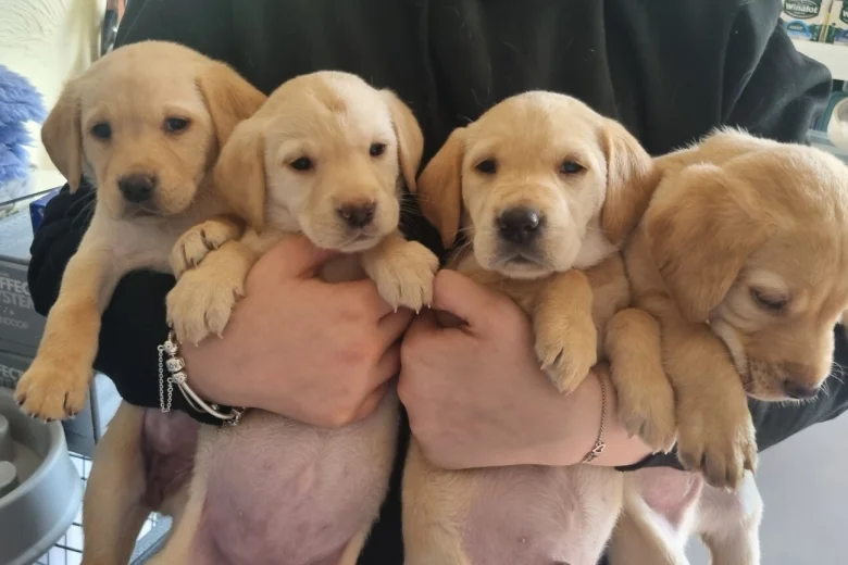 Labrador Retriever