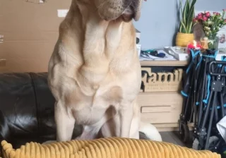 Stud