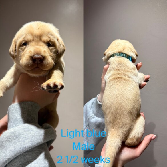 Labrador Retriever