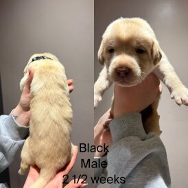 Labrador Retriever