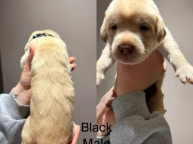 Labrador Retriever
