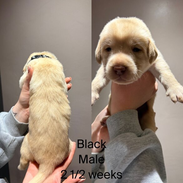 Labrador Retriever