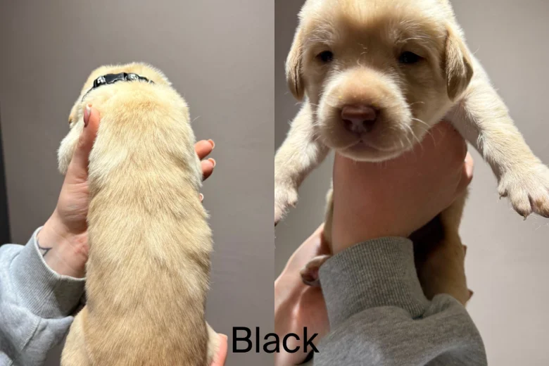 Labrador Retriever