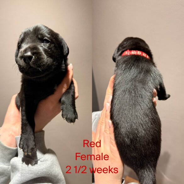 Labrador Retriever
