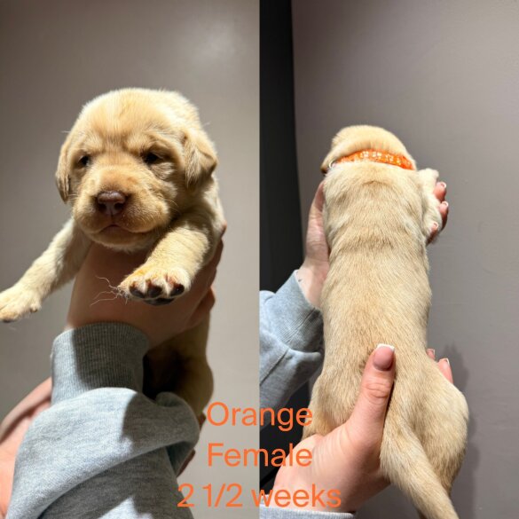 Labrador Retriever