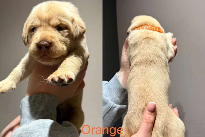 Labrador Retriever