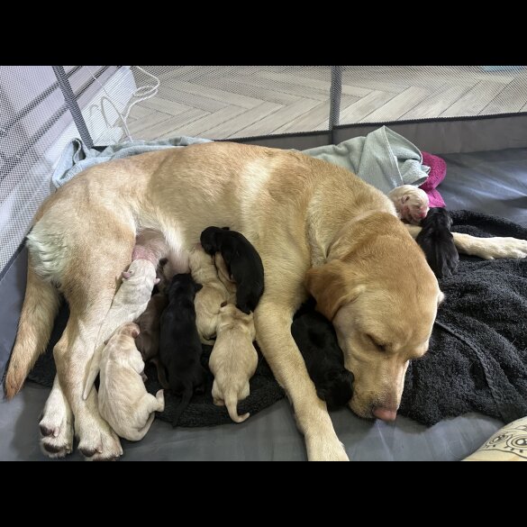 Labrador Retriever