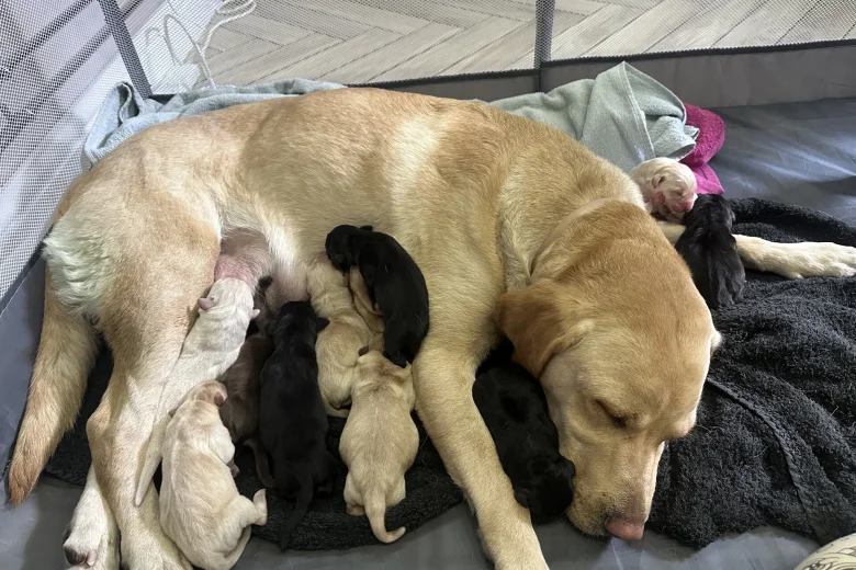 Labrador Retriever