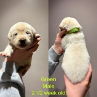 Labrador Retriever