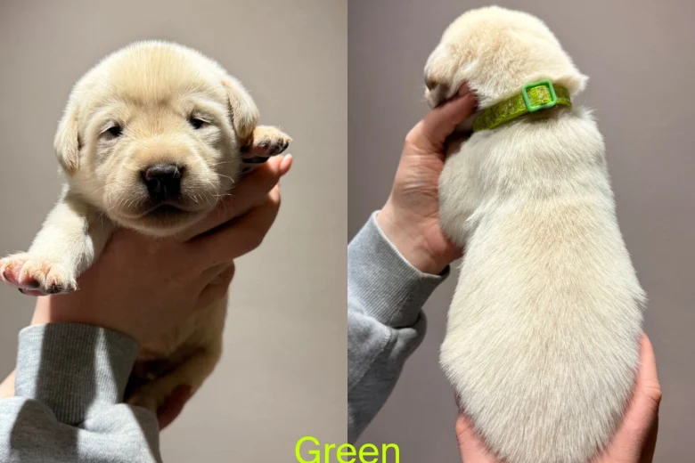 Labrador Retriever