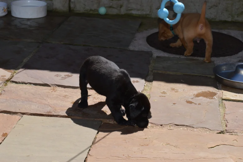 Labrador Retriever