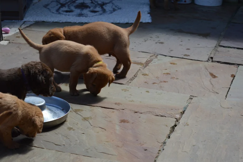 Labrador Retriever