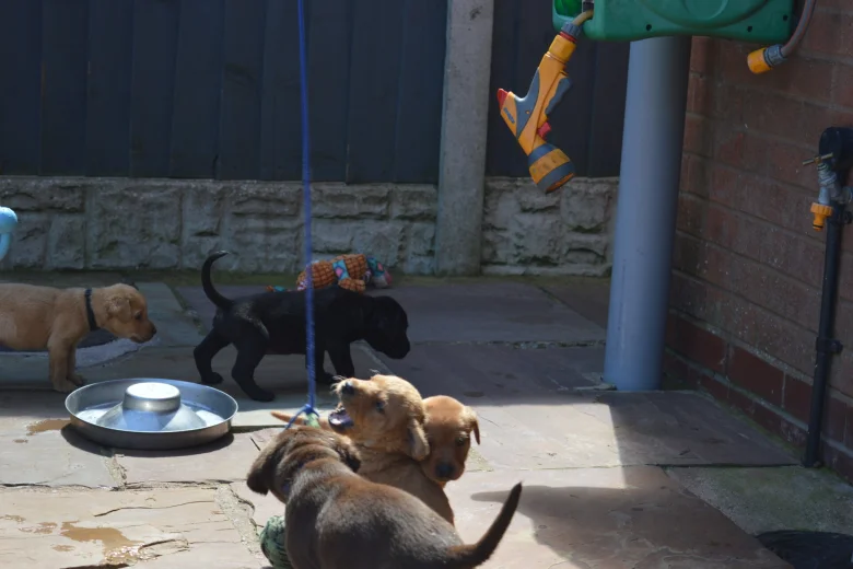 Labrador Retriever