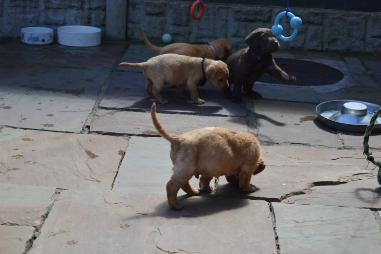 Labrador Retriever
