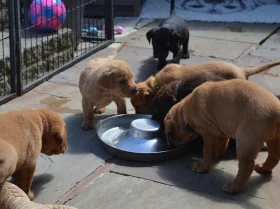 Labrador Retriever