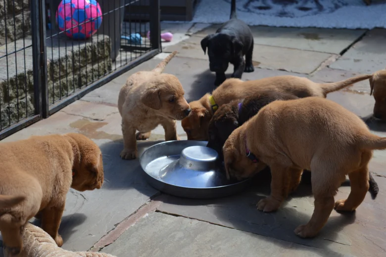 Labrador Retriever