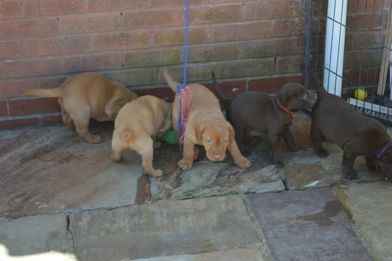 Labrador Retriever