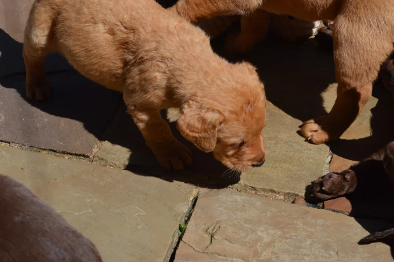Labrador Retriever