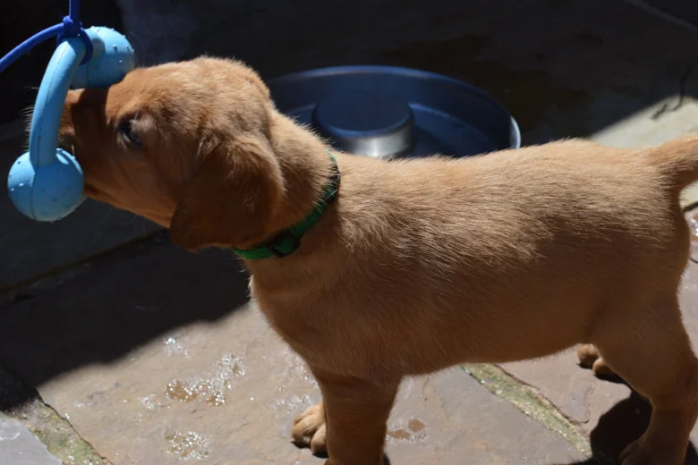 Labrador Retriever