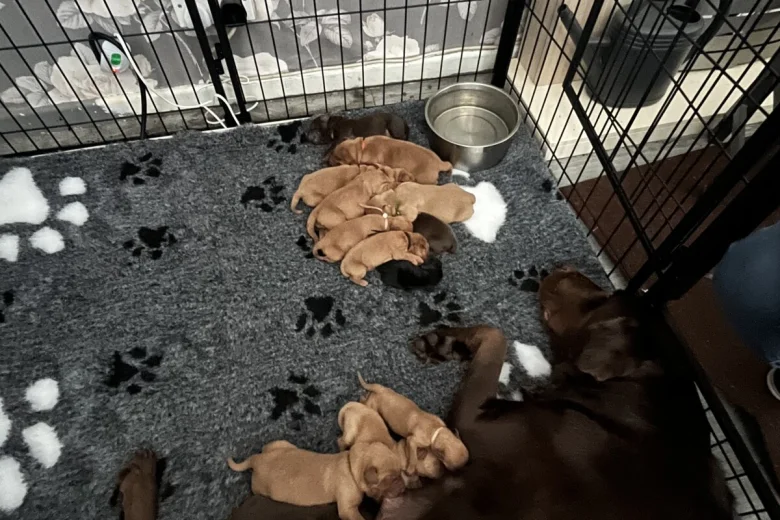 Labrador Retriever