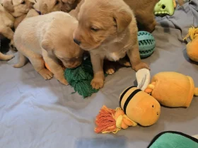 Labrador Retriever