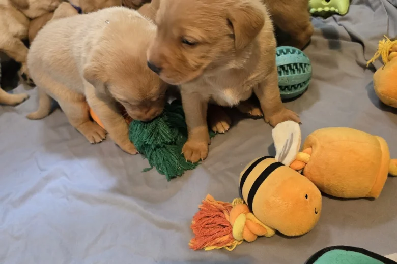 Labrador Retriever