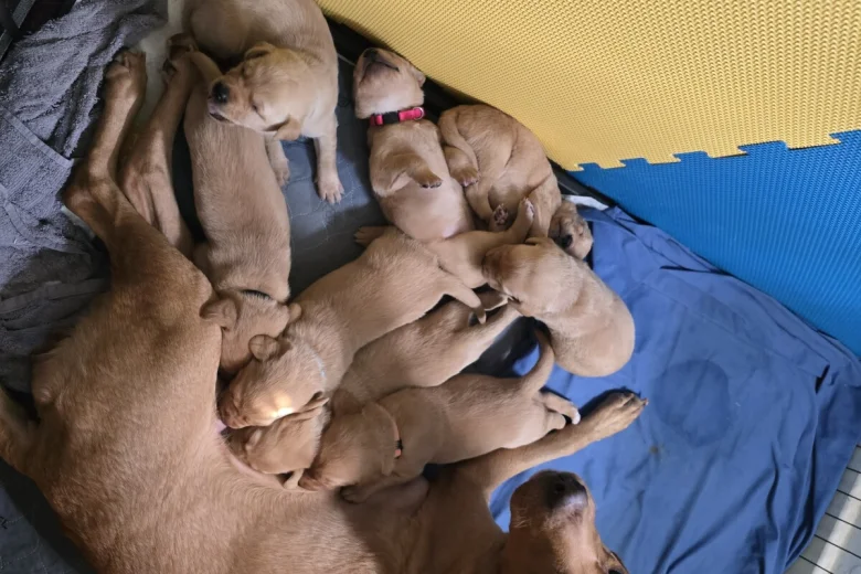 Labrador Retriever