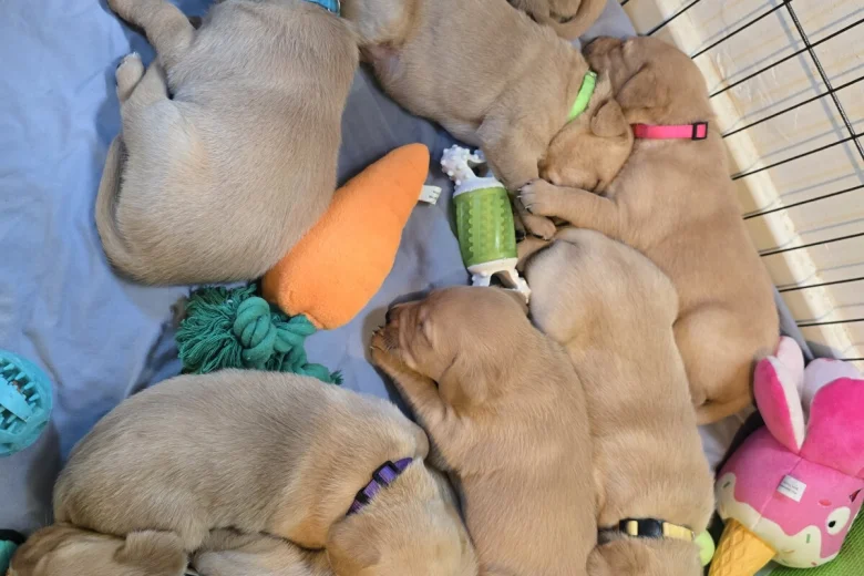 Labrador Retriever
