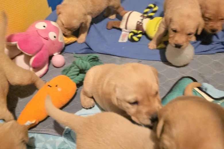 Labrador Retriever