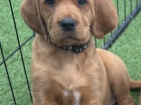 Labrador Retriever