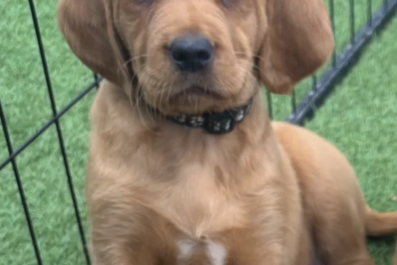 Labrador Retriever