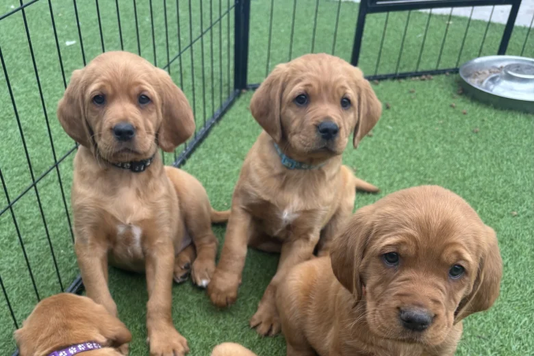 Labrador Retriever
