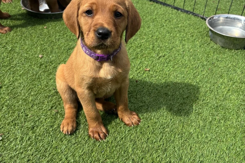 Labrador Retriever