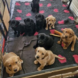Labrador Retriever