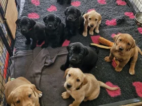 Labrador Retriever