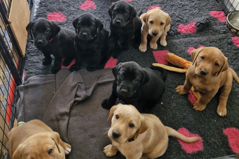 Labrador Retriever