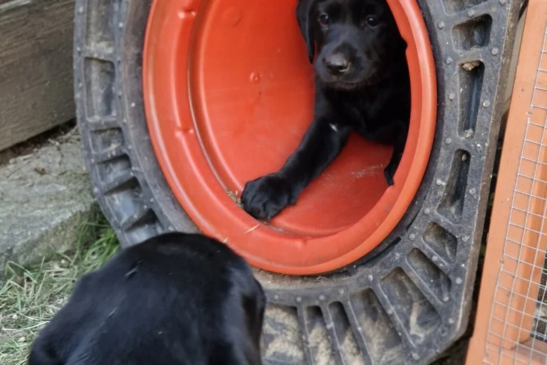Labrador Retriever
