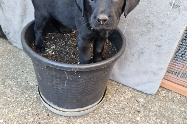 Labrador Retriever