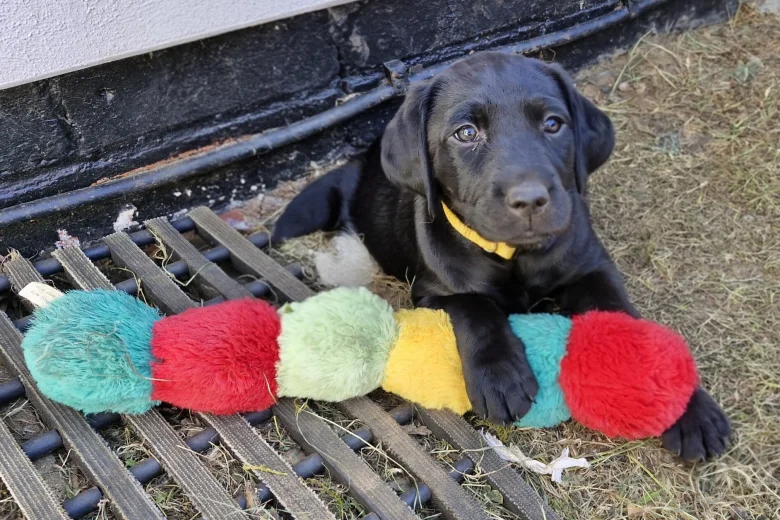 Labrador Retriever